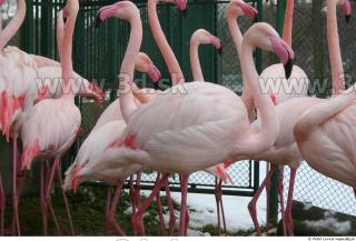 Flamingos 0045