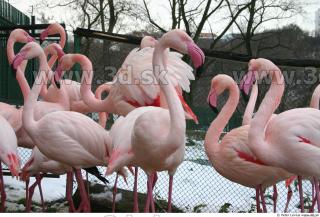 Flamingos 0046