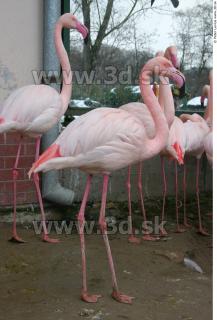 Flamingos 0048