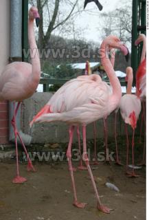 Flamingos 0049