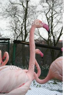 Flamingos 0050