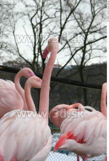 Flamingos 0051