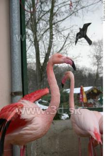 Flamingos 0052