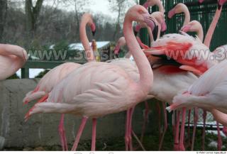 Flamingos 0053