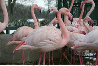 Flamingos 0054