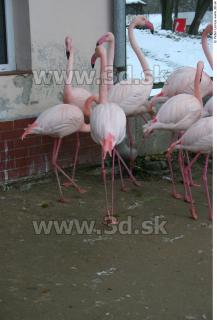 Flamingo II 0003