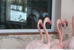 Upper Body Flamingos