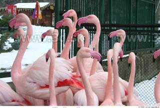 Flamingo II 0012