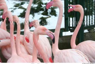 Flamingo II 0015