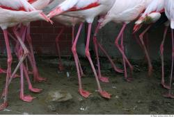 Leg Flamingos