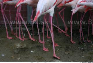 Flamingo II 0019