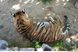 Whole Body Tiger