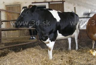 Cow 0069