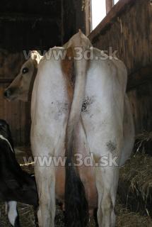 Cow 0115