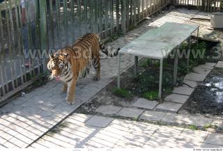 Tiger poses II 0001