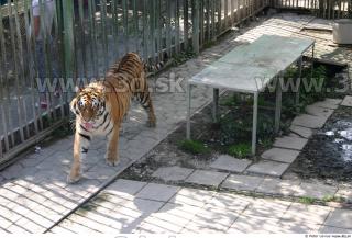 Tiger poses II 0002