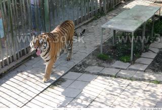 Tiger poses II 0003