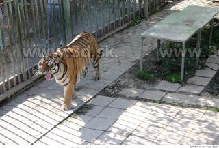 Tiger poses II 0004