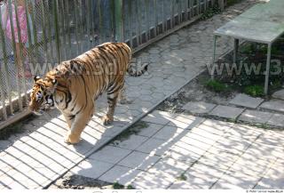 Tiger poses II 0005