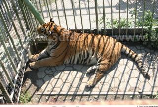 Tiger poses II 0009