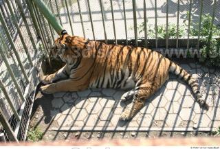 Tiger poses II 0010