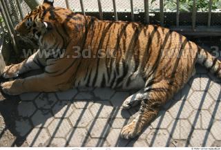 Tiger poses II 0012