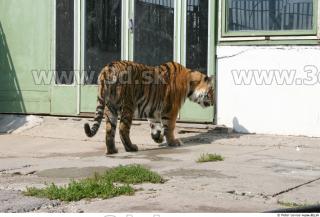 Tiger poses II 0013