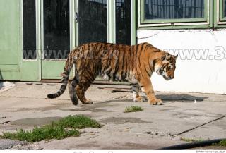 Tiger poses II 0014