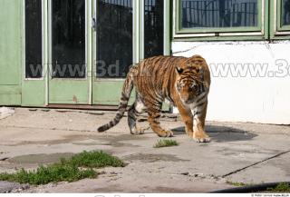 Tiger poses II 0015