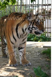 Tiger poses II 0016