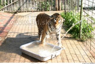 Tiger poses II 0022