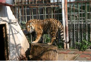 Tiger poses II 0023