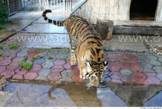 Tiger poses II 0024