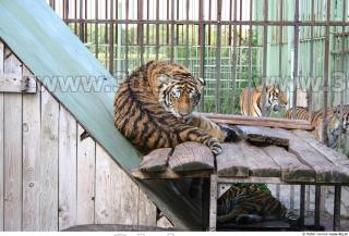 Tiger poses II 0026