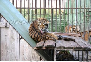 Tiger poses II 0027