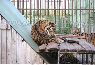 Tiger poses II 0028