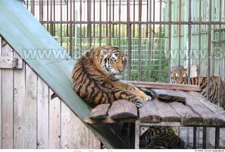 Tiger poses II 0029