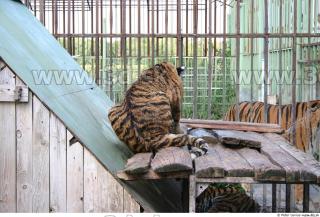 Tiger poses II 0030