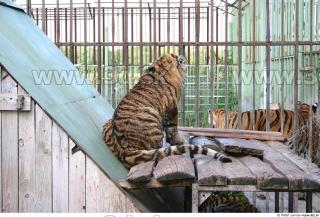 Tiger poses II 0031