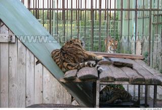 Tiger poses II 0033