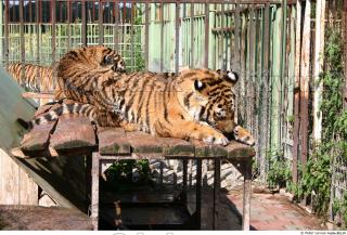 Tiger poses II 0035