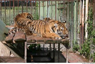 Tiger poses II 0036