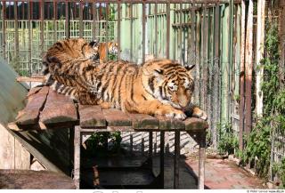 Tiger poses II 0037