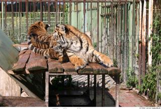 Tiger poses II 0038