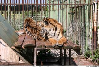 Tiger poses II 0040