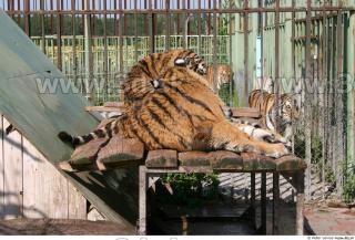 Tiger poses II 0047