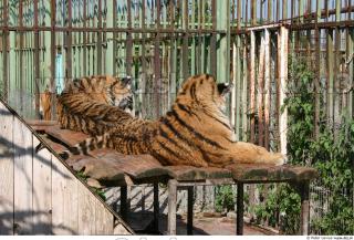 Tiger poses II 0049