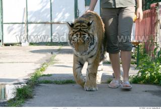 Tiger poses II 0053