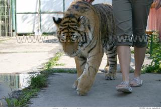 Tiger poses II 0054