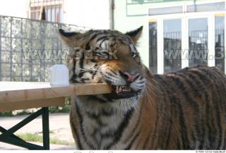 Tiger poses II 0059